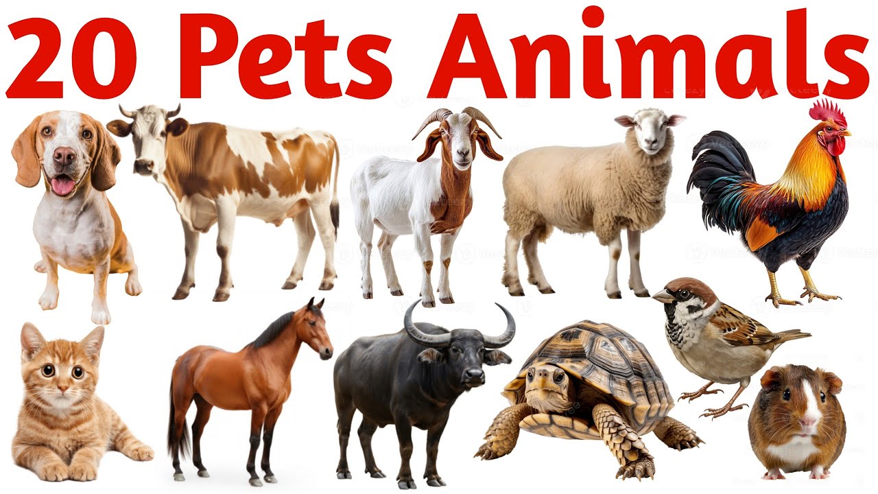 20 पालतू जानवर सीखें | Learn 20 Pets Names for Kids with Pictures & Sounds | Kids Learning Video