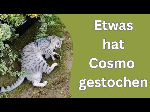 Cosmo \u0026 Wanda - Wenn Elfen helfen! | Negativ Timmy | Ganze Folge | TOGGO Serien