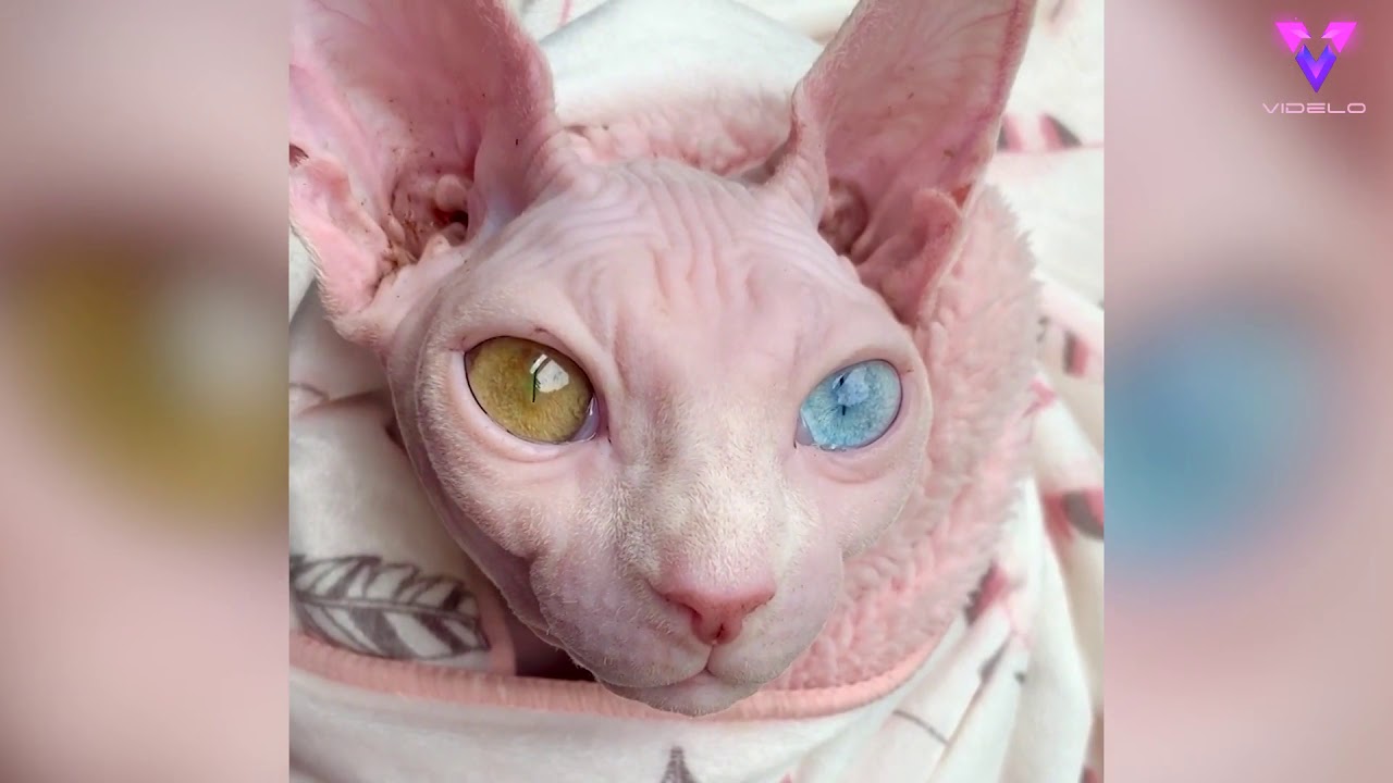 Estos gatos Sphynx tienen ojos de diferentes colores - YouTube