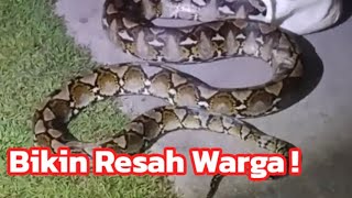 Download lagu Viral..! Ontran Ontran Lagi..