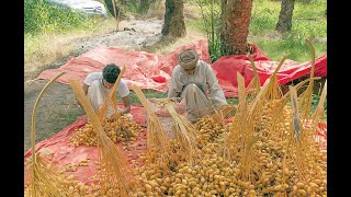 Date harvesting season begins in Oman