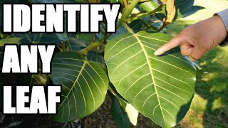 How to Identify Different Leaves Using: Structure, Types, and Shapes