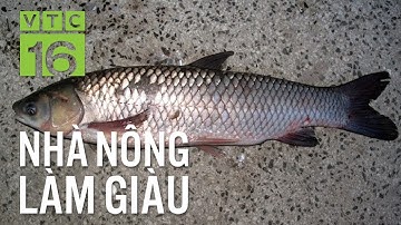 Cách nhận biết sớm bệnh xuất huyết trên cá trắm | VTC16