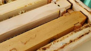 Propolis, bee wisdom protecting the hive against disease