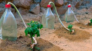 How to make homemade DRIP IRRIGATION with simple and cheap plastic bottles.