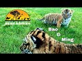 Tiger Cub Cam - Animal Adventure Park