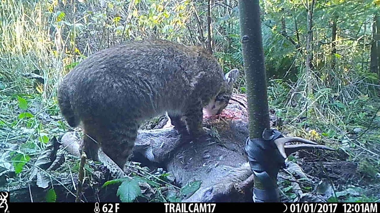 Bobcat feeding on dead deer carcass. YouTube