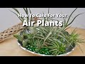 How To Care For Air Plants