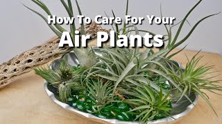 How To Care For Your Air Plants / Joy Us Garden