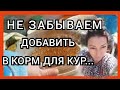 Важная Осенняя Добавка для Кур Несушек!//Яйценоскость Кур Несушек//Капуста для Кур Несушек Зачем?