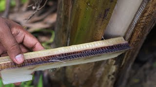 India finds a solution for Panama Disease/fusarium wilt that affects bananas (english subtitles)