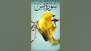 تلاوة مؤثرة _ سورة_يس #القرآن_الكريم #اكسبلور #تلاوة_خاشعة