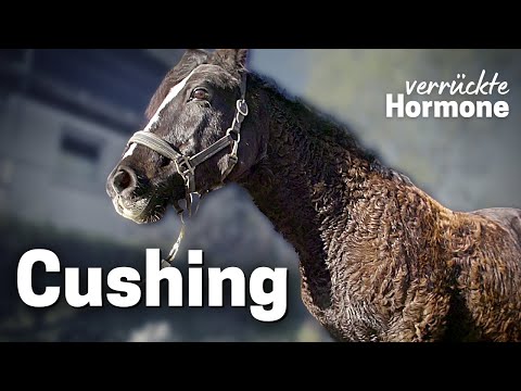 Video: Cushing-Krankheit Beim Pferd – Horse PPID