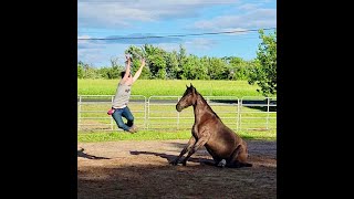 Wild Pony Eventing presents Massachusetts Mustang Trainer Megan Deitner