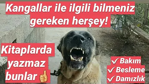 köpeklere yal nasıl yapılır