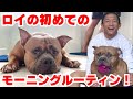 愛犬ロイの初めてのモーニングルーティンを撮りました！【アメリカンブリー】