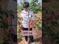 Best Fruit Tree Branch Bending Machine for Farmers 🌿 High Yield Orchard Farming #Shorts