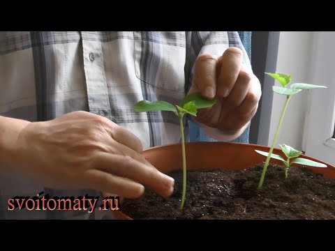 Видео: Исправление поврежденных растений – можете ли вы снова прикрепить оторванный стебель растения?