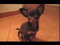 Русский той терьер.  Russian toy terrier