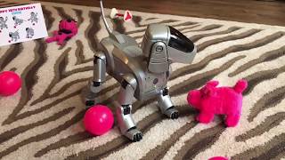 Eddie the Aibo's 18th Birthday Party! by Aibo Addicts 4,065 views 6 years ago 4 minutes, 34 seconds