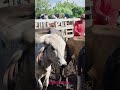 Feira do gado de rompe gibão em Estrela de Alagoas.  tinga tiziu YouTube