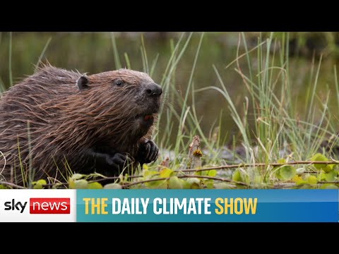 Daily Climate Show: Should the culling of wild beavers be stopped?