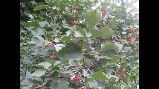 боярышник с плодами 25 08 2014