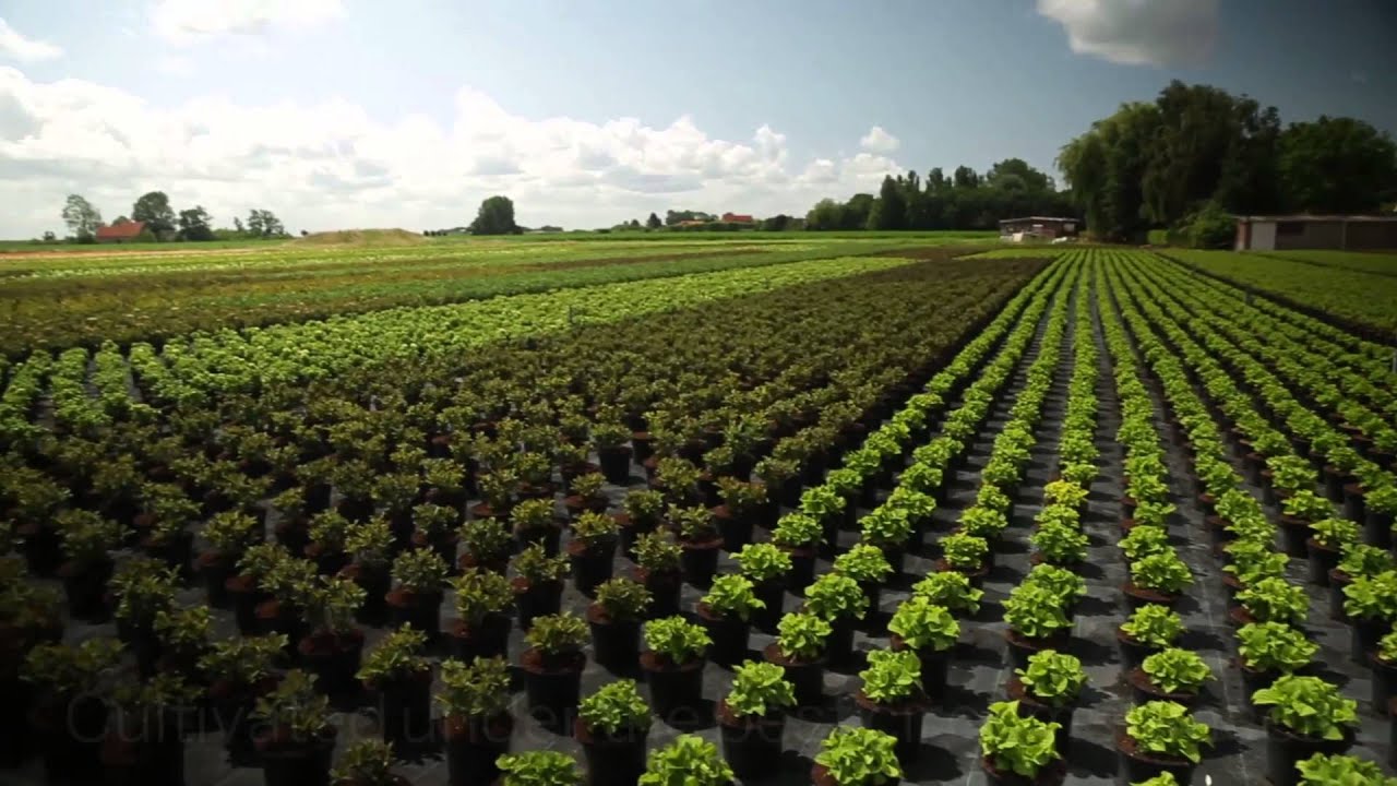 Islandplant BV Vierpolders - Hortensia kwekerij (Hydrangea macrophylla), Kerststerren en Petunia's.