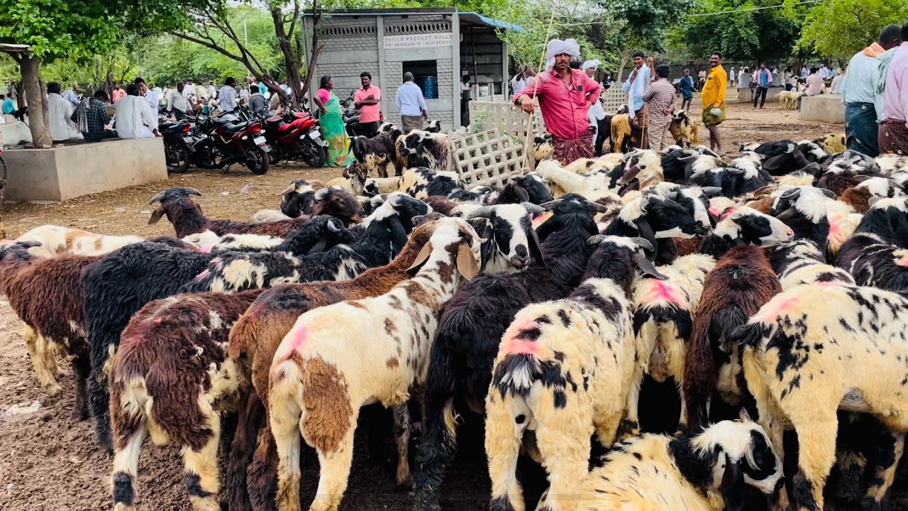 Macharla sheep market | Macharla sheep kids 3 to 10 months