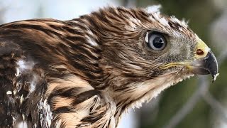 Rescue & Release: Baby Hawk Close-Ups In Stunning 1080P Hd You Don't Want To Miss...