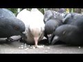 Голуби и перловка / Pigeons peck barley