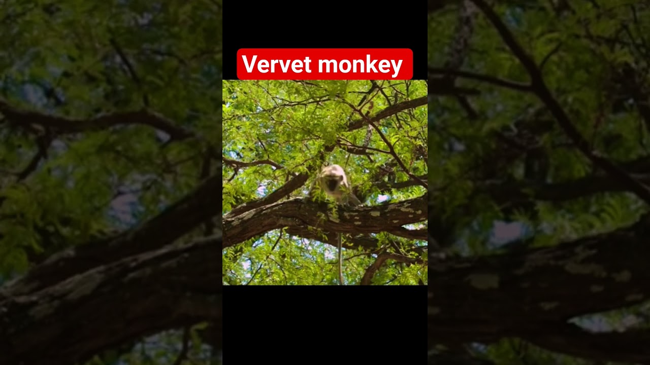 very 🐒 😡 vervet monkey African wildlife century
