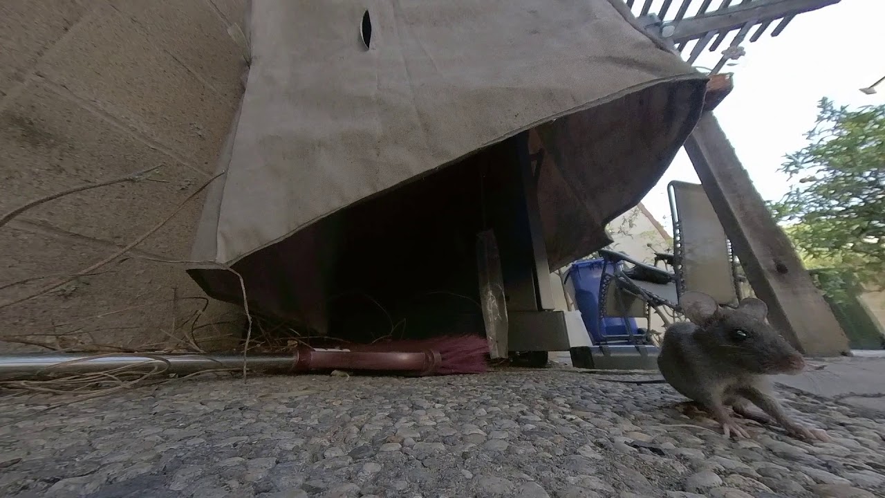 2 Mice Try to Get Cashew Nut YouTube