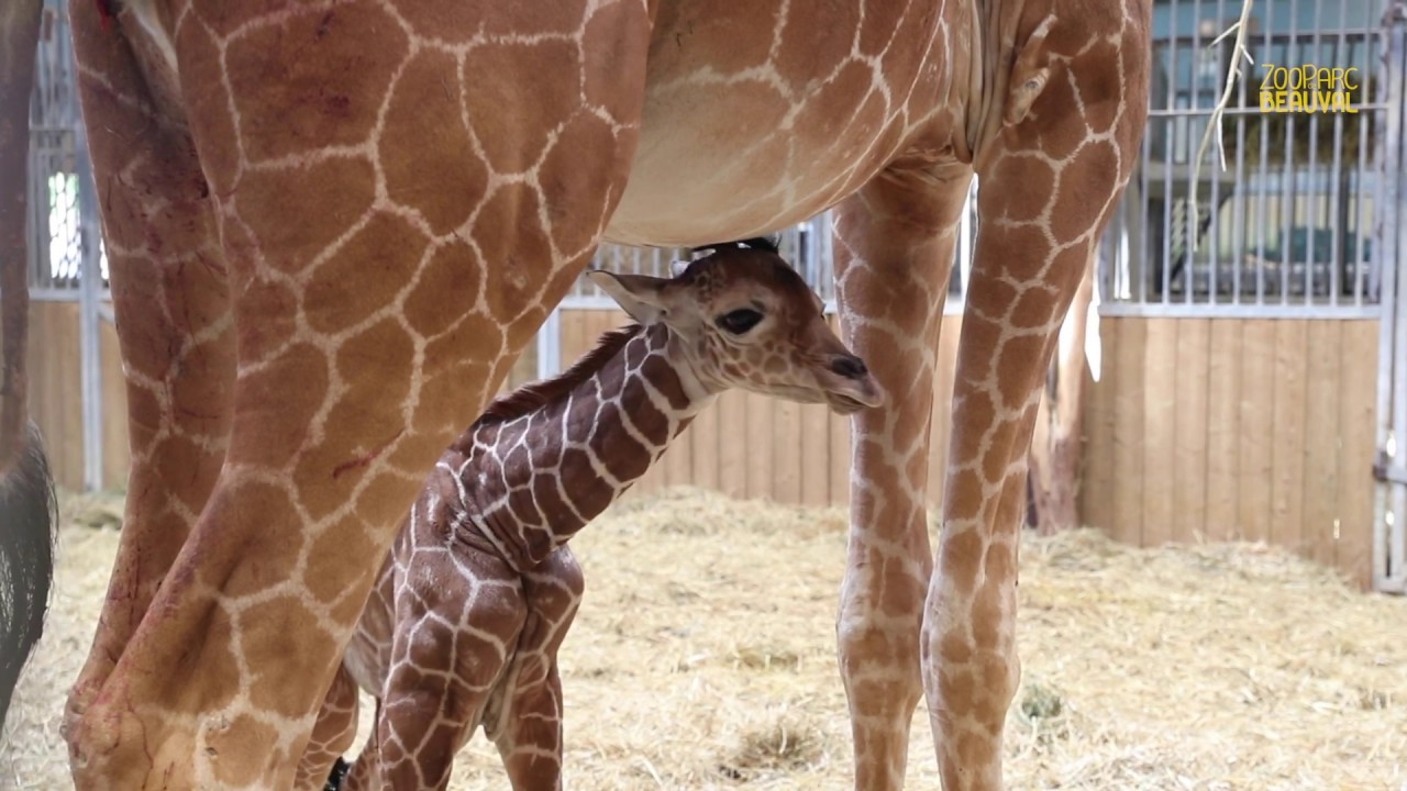 Premier girafon à Beauval !