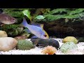 Electric blue ram feeding