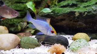 Electric blue ram feeding