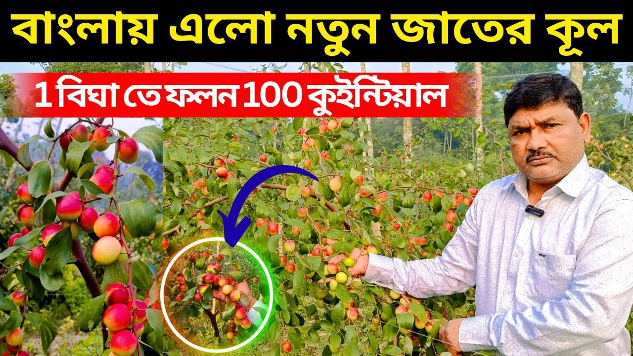 এক বিঘাতে ফলন ১০০ কুইন্টাল/250 মন। বাংলায় এলো নতুন জাতের কুল।