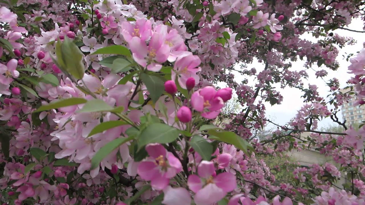 Cherry Blossom Celebrated in Ottawa Ontario Canada YouTube