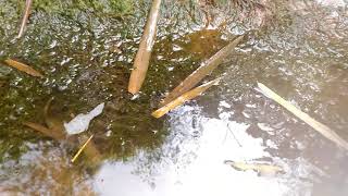 Introduction to Algae