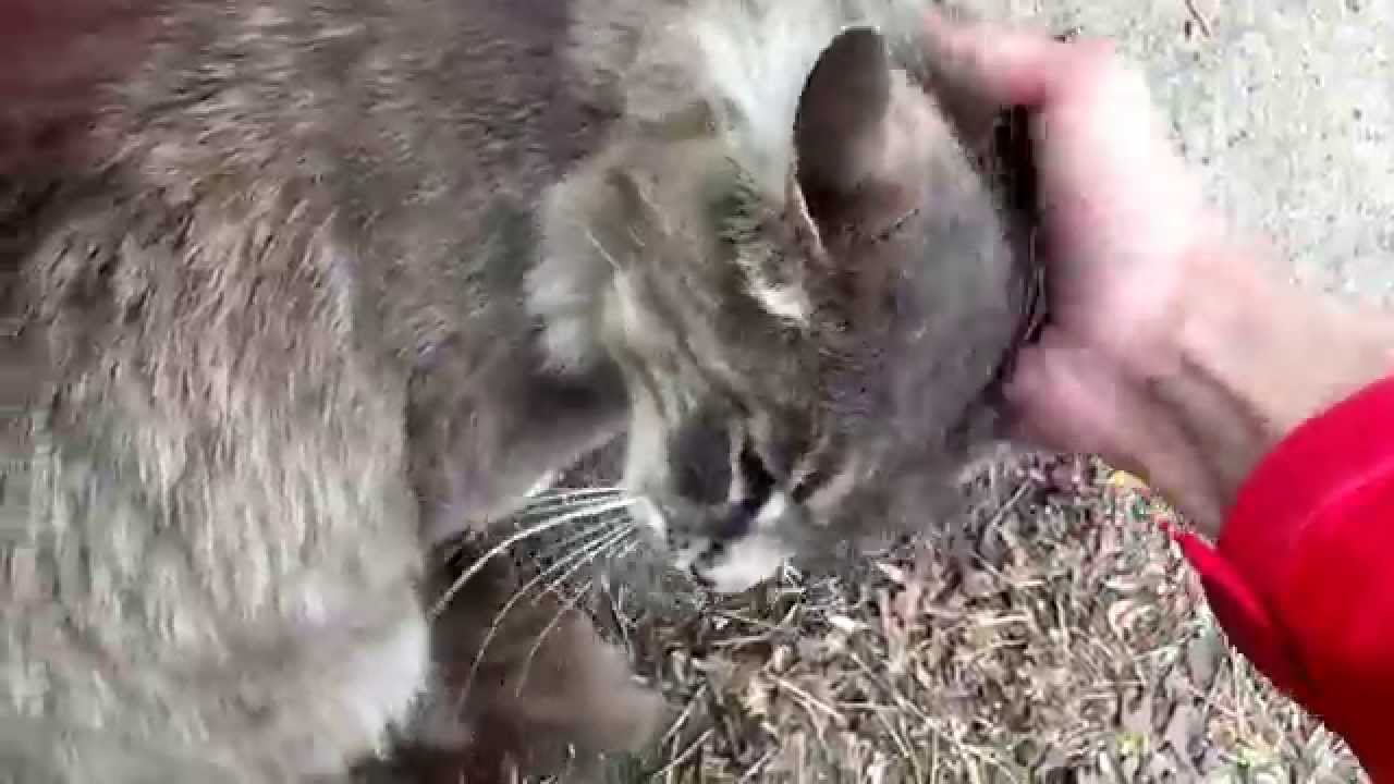 petting a stray cat