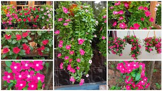 Hanging Vinca Sale Video |Madeena Home Garden