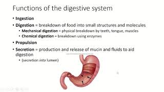 Ch26 Pt1, Digestive Function and Overview