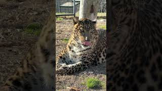 ☀️🐆 Sunshine & soft rumbles 🐆☀️ screenshot 1