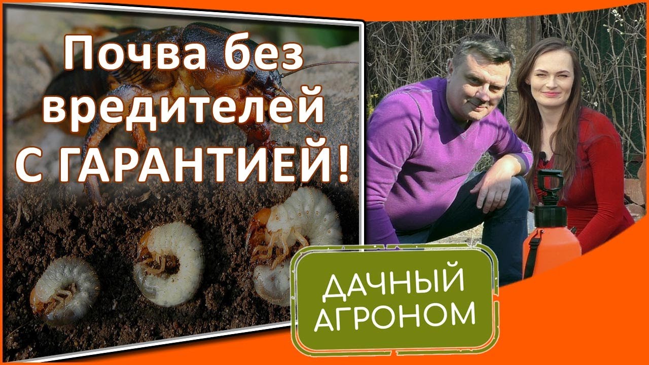Избавиться от медведки и личинки майского жука с гарантией! Метод Дачного агронома