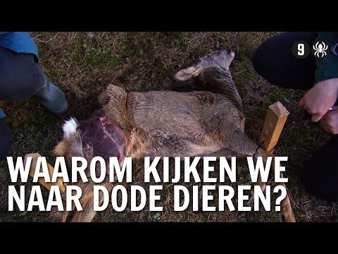 Video: Waarom doe je kalk op dode dieren?