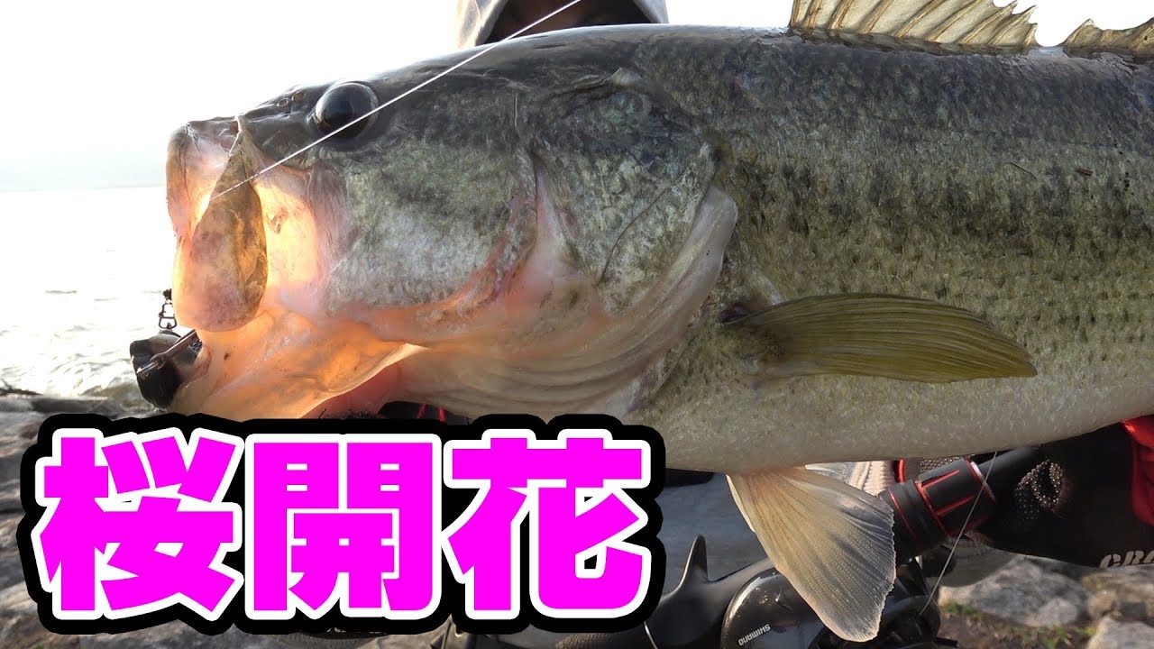 春 キャスト時にクラッチ返りした結果が 琵琶湖バス釣り Youtube