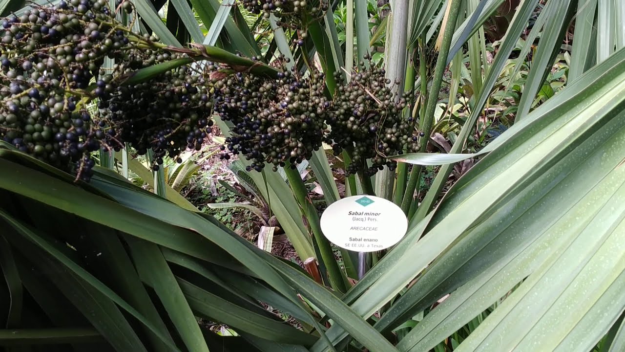 Tasting Dwarf Palmetto (Sabal minor)