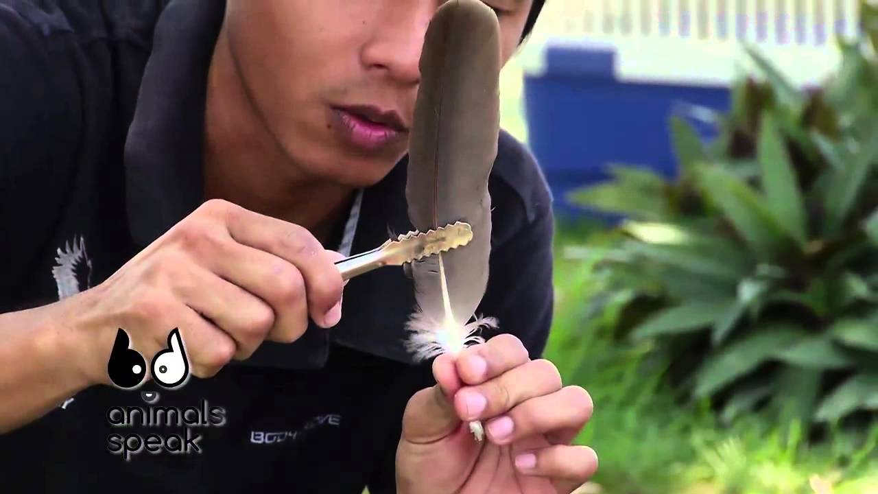 [Clip] Animals speak : หนีบขนนก เหมือนหนีบผมคน เรื่องสำคัญของนกนักล่า