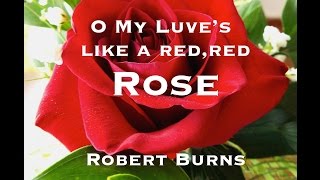 O My Luve's Like a Red, Red Rose- A Poem by Robert Burns