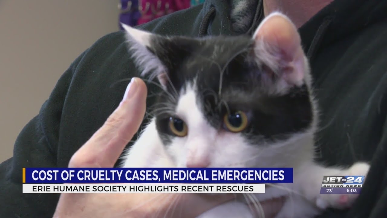 Erie Humane Society takes in three severely abused animals